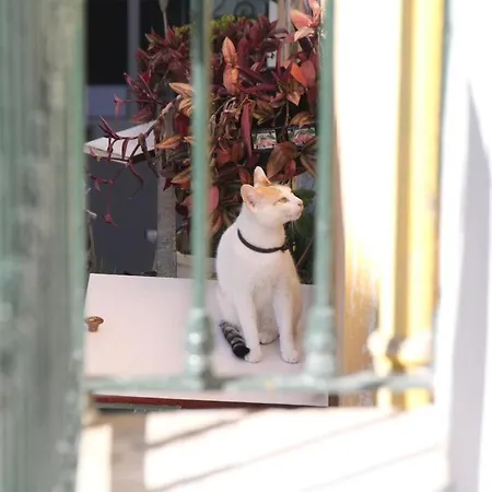 Martim Vaz Ii - Downtown דירה